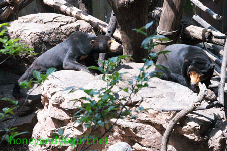 上野動物園 マレーグマ アズマ キョウコ