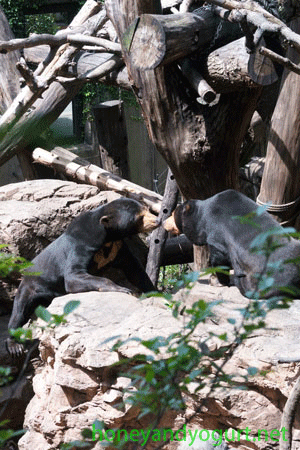 上野動物園 マレーグマ アズマ キョウコ