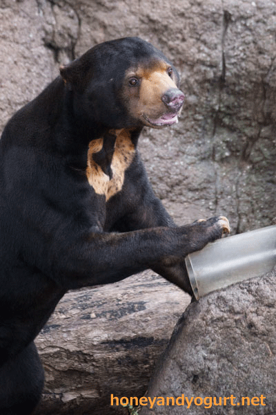 上野動物園　マレーグマ　アズマ