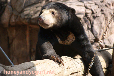 マレーグマ　ウメキチ　上野動物園時代