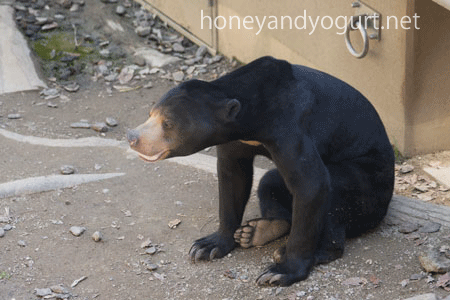 福岡市動物園 マレーグマ サニー
