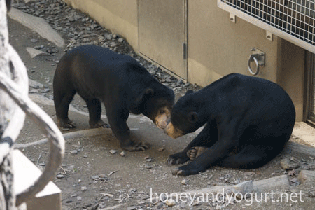 福岡市動物園 マレーグマ サニー マチ