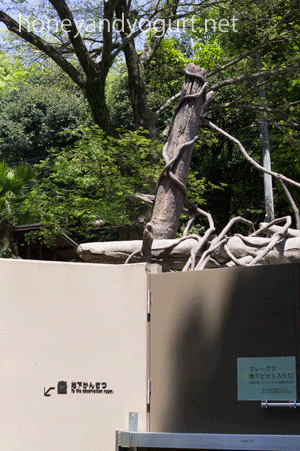 福岡市動物園 マレーグマ放飼場 地下ピット