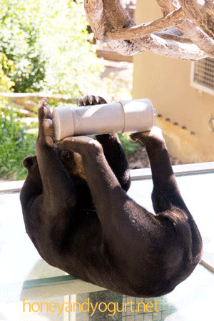 福岡市動物園 マレーグマ サニー