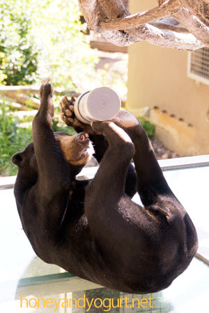 福岡市動物園 マレーグマ サニー