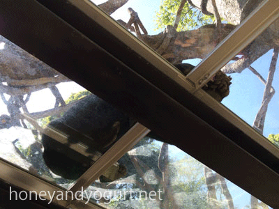 福岡市動物園 マレーグマ舎 サニー