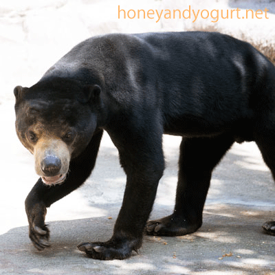 天王寺動物園 マレーグマ マーズ