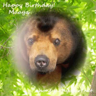 徳山動物園　マレーグマ　マーヤ