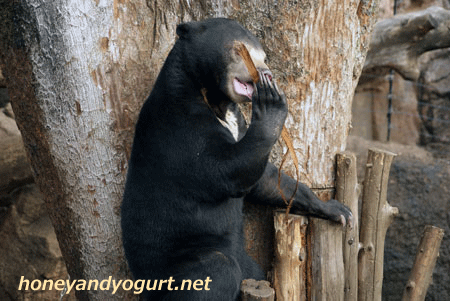 マレーグマ　ウメキチ　上野動物園時代
