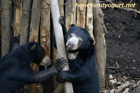 マレーグマ　ウメキチ　上野動物園時代