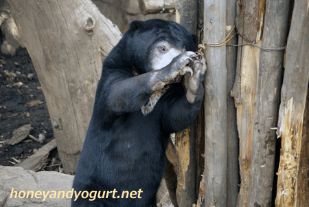 マレーグマ　ウメキチ　上野動物園時代