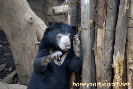 マレーグマ　ウメキチ　上野動物園時代