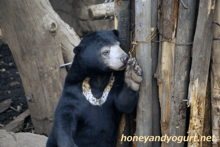 マレーグマ　ウメキチ　上野動物園時代