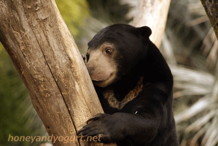 マレーグマ ウメキチ 上野動物園時代