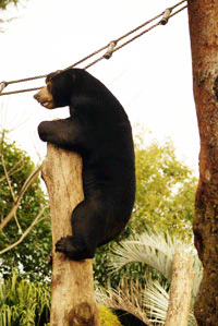 マレーグマ ウメキチ 上野動物園時代