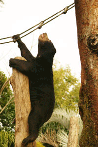 マレーグマ ウメキチ 上野動物園時代