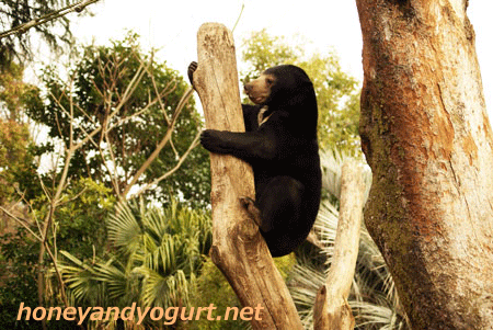 マレーグマ ウメキチ 上野動物園時代