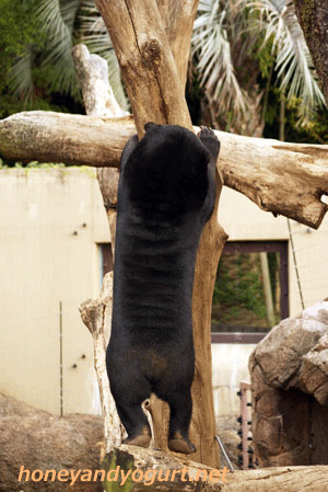 マレーグマ ウメキチ 上野動物園時代