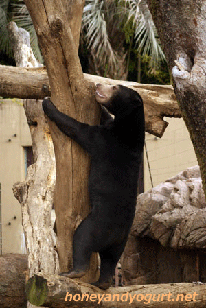 マレーグマ ウメキチ 上野動物園時代