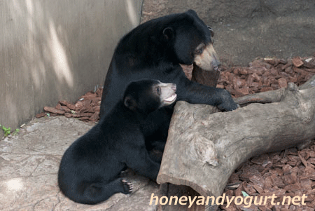 マレーグマ フジ 上野動物園時代