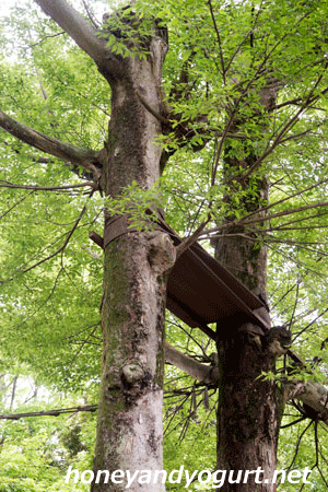 上野動物園 マレーグマ舎