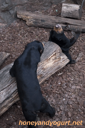 上野動物園 マレーグマ アズマ モモコ