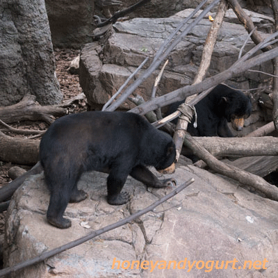 上野動物園 マレーグマ アズマ モモコ