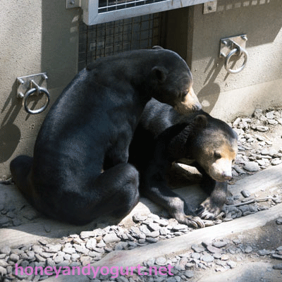福岡市動物園 マレーグマ サニー マチ