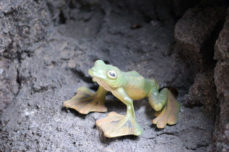 福岡市動物園 マレーグマ舎 カエル