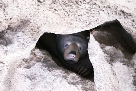 福岡市動物園 マレーグマ舎 頭