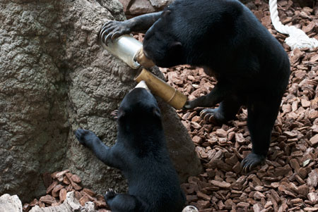 上野動物園　マレーグマ　モモコ　フジ