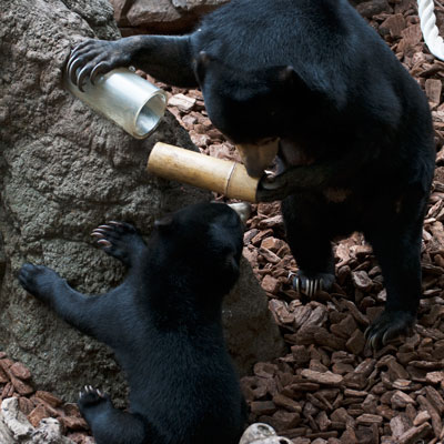 上野動物園　マレーグマ　モモコ　フジ