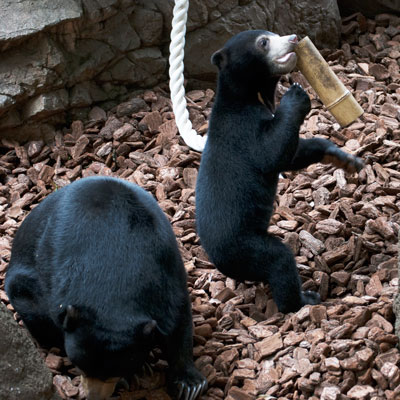 上野動物園　マレーグマ　モモコ　フジ