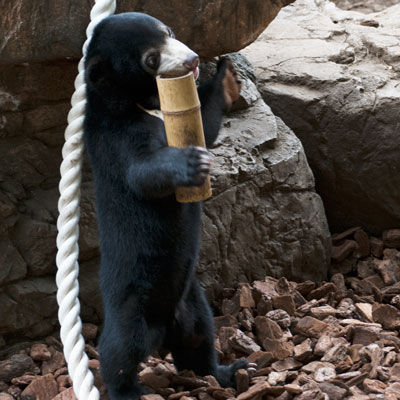 上野動物園時代　マレーグマ　フジ
