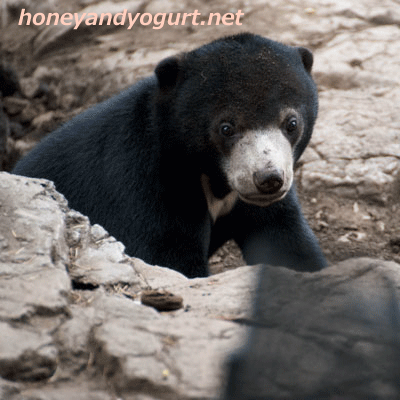 上野動物園時代　マレーグマ　フジ