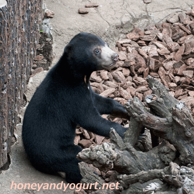上野動物園時代　マレーグマ　フジ