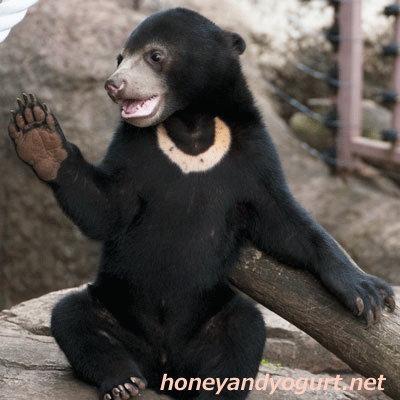 上野動物園時代　マレーグマ　フジ