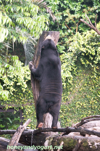 上野動物園　マレーグマ　モモコ