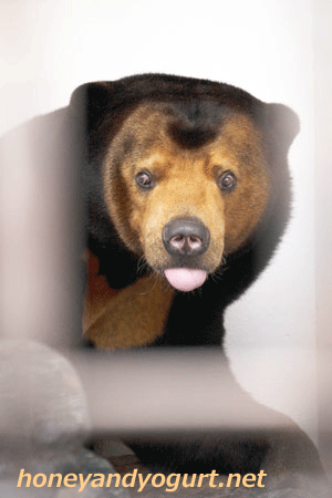 徳山動物園　マレーグマ　マーヤ　Maaya the sunbear in Tokuyamazoo