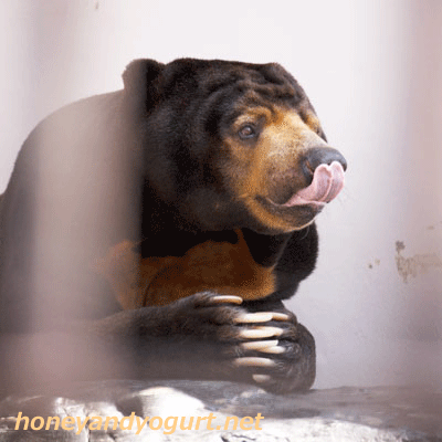 徳山動物園　マレーグマ　ツヨシ　Tsuyoshi the sunbear in Tokuyamazoo
