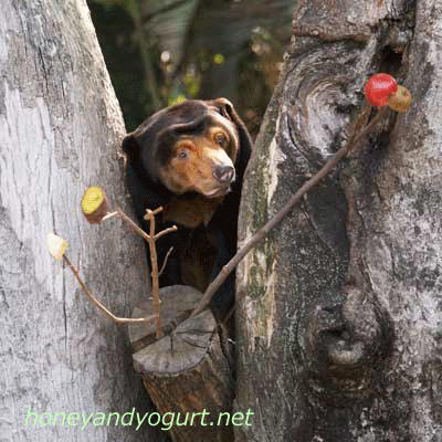 上野動物園　マレーグマ　キョウコ　kyoko the sunbear  uenozoo,tokyo