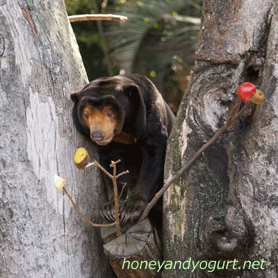 上野動物園　マレーグマ　キョウコ