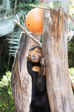 上野動物園　マレーグマ　キョウコ