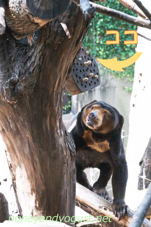 上野動物園　マレーグマ　キョウコ