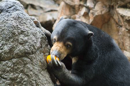 上野動物園　マレーグマ　モモコ　momoko the sunbear (UenoZoo,Tokyo)