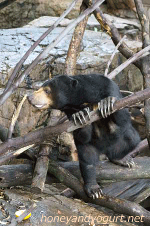 上野動物園　マレーグマ　モモコ