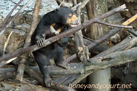 上野動物園　マレーグマ　モモコ