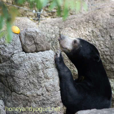 マレーグマ ウメキチ 上野動物園時代 Umekichi the sunbear (May,2011)