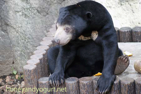 マレーグマ ウメキチ 上野動物園時代