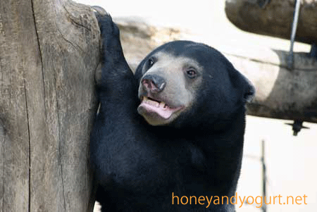 マレーグマ ウメキチ 上野動物園時代